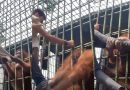 Vídeo mostra momento em que homem é agarrado por orangotango em zoológico; assista