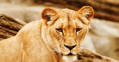 Menina de 10 anos é atacada por leoa em zoológico na China; vídeo é impressionante