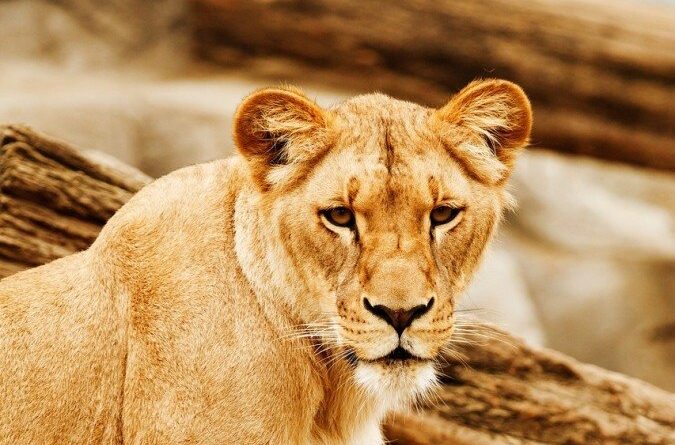 Menina de 10 anos é atacada por leoa em zoológico na China; vídeo é impressionante